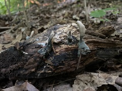 Xylaria ellisii
