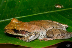 Osteocephalus planiceps
