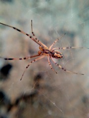 Latrodectus hesperus