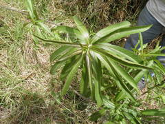 Verbesina virgata