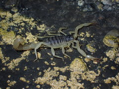 Hadrurus obscurus