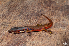 Cercosaura oshaughnessyi