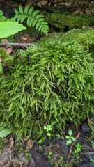 Thamnobryum neckeroides