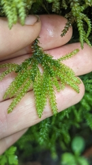Thamnobryum neckeroides