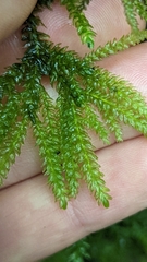 Thamnobryum neckeroides