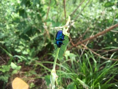 Chrysochus chinensis