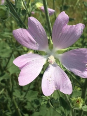 Malva unguiculata