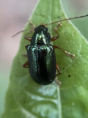 Tymnes tricolor