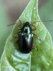 Tymnes tricolor
