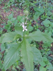 Iodanthus pinnatifidus