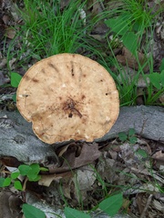 Polyporus fagicola