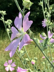 Malva unguiculata
