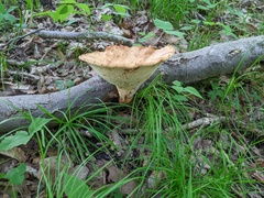 Polyporus fagicola
