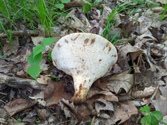 Polyporus fagicola