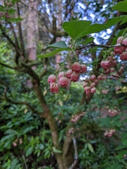 Enkianthus