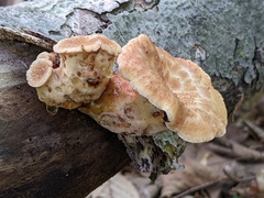 Polyporus fagicola