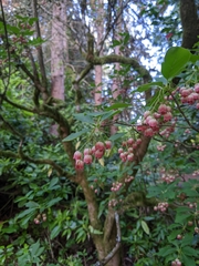 Enkianthus