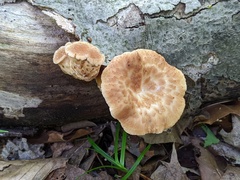 Polyporus fagicola