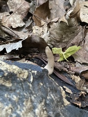 Xylaria ellisii
