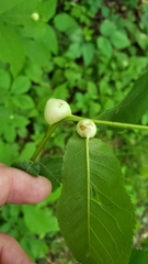 Phylloxera caryaemagna