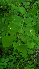 Phylloxera caryaemagna