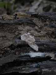 Xylaria ellisii