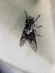 Tabanus trimaculatus