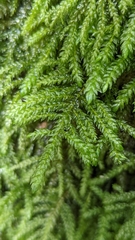 Thamnobryum neckeroides