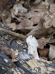 Xylaria ellisii