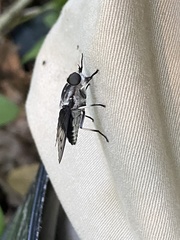 Tabanus trimaculatus