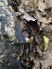 Xylaria ellisii