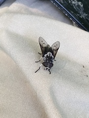 Tabanus trimaculatus