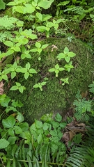 Thamnobryum neckeroides