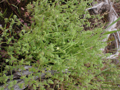 Nemophila breviflora