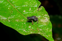Microhylidae