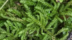 Thamnobryum neckeroides