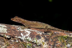 Anolis trachyderma