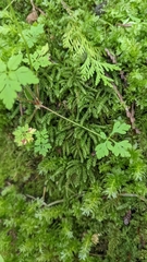Thamnobryum neckeroides