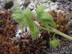 Nemophila breviflora