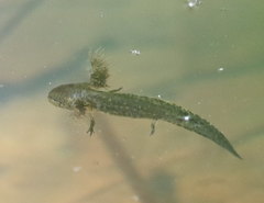Ambystoma opacum