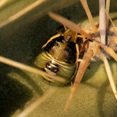 Chlorochroa opuntiae