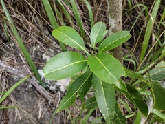 Sapindus oahuensis
