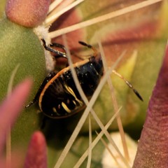 Chlorochroa opuntiae