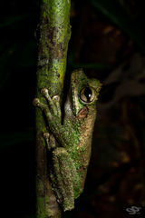 Osteocephalus buckleyi