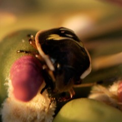 Chlorochroa opuntiae