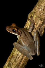 Osteocephalus planiceps