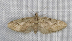 Eupithecia columbiata