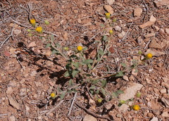 Xanthisma grindelioides