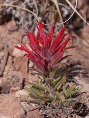 Castilleja scabrida