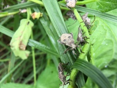 Acanthocoris sordidus